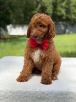Tucker- F1b Mini , a male Goldendoodle for sale in Frostproof, FL – 3 of 10