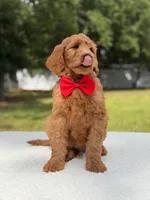 Winston- F1b Medium, a male Goldendoodle for sale in Frostproof, FL – 2 of 10