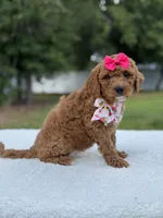 Tessa- F1b Mini , a female Goldendoodle for sale in Frostproof, FL – 5 of 10