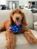 Weston- F1b Medium, a male Goldendoodle for sale in Frostproof, FL – 6 of 10