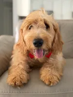 Apollo- F1 mini , a male Goldendoodle for sale in Frostproof, FL – 8 of 10