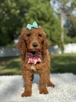 Celeste, a female Goldendoodle for sale in Frostproof, FL – 2 of 10