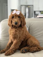 Grace-F1b standard , a female Goldendoodle for sale in Frostproof, FL – 8 of 10
