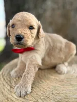 Levi- F1b Medium , a male Goldendoodle for sale in Frostproof, FL – 2 of 10