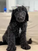 Adore- F1b Standard , a female Goldendoodle for sale in Frostproof, FL – 8 of 10