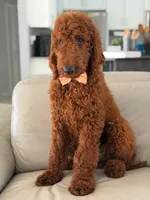 Griffin- F1b Standard , a male Goldendoodle for sale in Frostproof, FL – 4 of 10