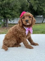 Tiana- F1b Mini , a female Goldendoodle for sale in Frostproof, FL – 4 of 9