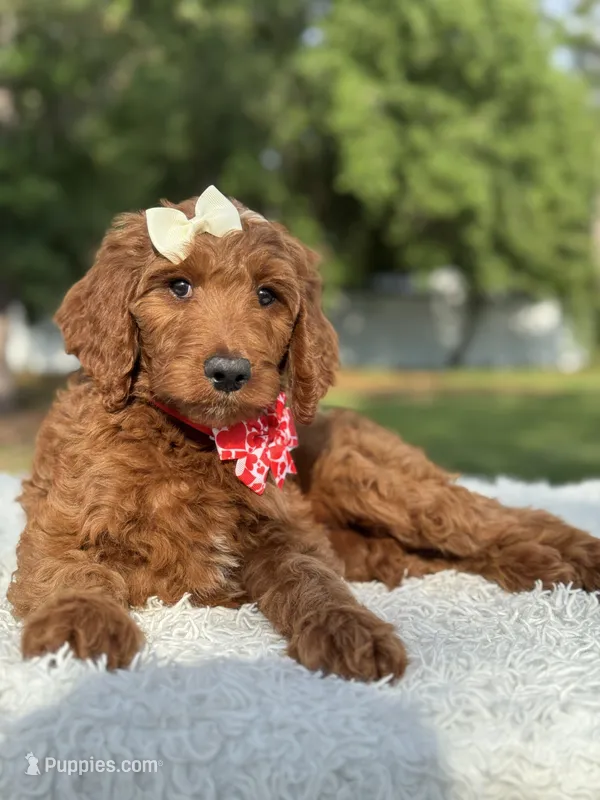 Cupcake- F1b Standard  – Goldendoodle puppy for sale in Frostproof, FL