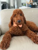 Griffin- F1b Standard , a male Goldendoodle for sale in Frostproof, FL – 1 of 10