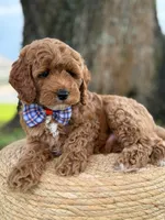 Luigi- F1b Toy, a male Goldendoodle for sale in Frostproof, FL – 10 of 10