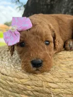 Lainey- F1b Medium , a female Goldendoodle for sale in Frostproof, FL – 10 of 10