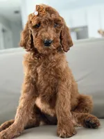 Capri- F1b Standard , a female Goldendoodle for sale in Frostproof, FL – 3 of 10