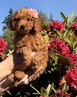 Red Ruby, a female Goldendoodle and Poodle - Toy  for sale in Everett, WA – 2 of 7