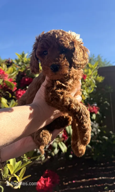 Charlie  – Goldendoodle, Poodle - Toy  puppy for sale in Everett, WA