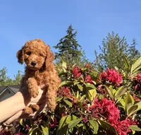 Red Ruby, a female Goldendoodle and Poodle - Toy  for sale in Everett, WA – 7 of 7