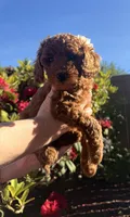 Light Pink Princess, a female Goldendoodle and Poodle - Toy  for sale in Everett, WA – 6 of 6