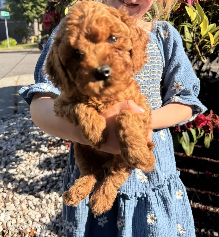 Green Machine – Goldendoodle, Poodle - Toy  puppy for sale in Everett, WA