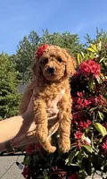 Pink Penny, a female Goldendoodle and Poodle - Toy  for sale in Everett, WA – 2 of 6