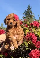 Charlie , a female Goldendoodle and Poodle - Toy  for sale in Everett, WA – 3 of 6