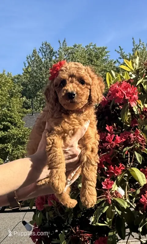 Red Ruby – Goldendoodle, Poodle - Toy  puppy for sale in Everett, WA