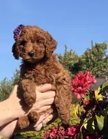 Green Machine, a male Goldendoodle and Poodle - Toy  for sale in Everett, WA – 2 of 6