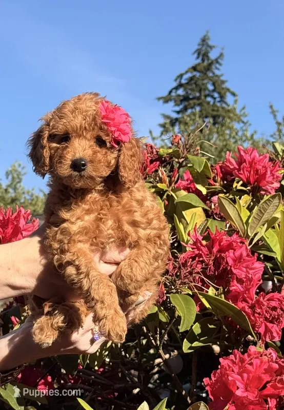 Pink Penny – Goldendoodle, Poodle - Toy  puppy for sale in Everett, WA