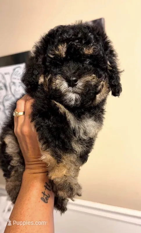 8 week old Girl – Poodle - Miniature  puppy for sale in Rockwood, MI