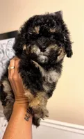 8 week old Girl, a female Poodle - Miniature  for sale in Rockwood, MI – 1 of 3