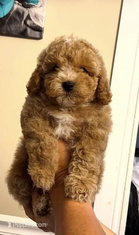 8 week old Boy – Poodle - Miniature  puppy on hold in Rockwood, MI