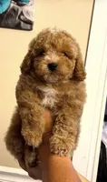 8 week old Boy, a male Poodle - Miniature  for sale in Rockwood, MI – 1 of 3