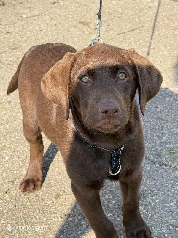 Nico … 7 months old  – Labrador Retriever puppy for sale in Rockwood, MI