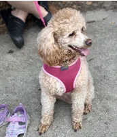 8 week old Boy, a male Poodle - Miniature  for sale in Rockwood, MI – 2 of 3