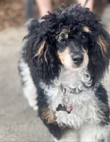 8 week old Boy, a male Poodle - Miniature  for sale in Rockwood, MI – 3 of 3