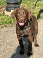 Nico … 7 months old , a male Labrador Retriever for sale in Rockwood, MI – 2 of 2
