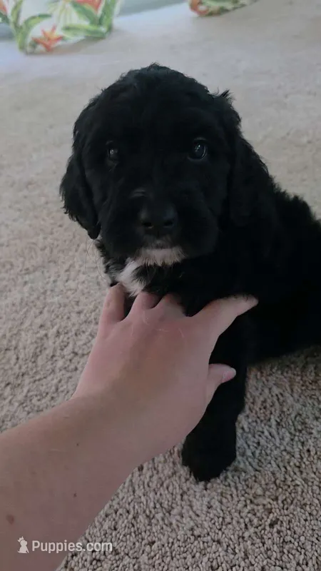 Moonpie – Golden Mountain Doodle puppy for sale in Edenton, NC
