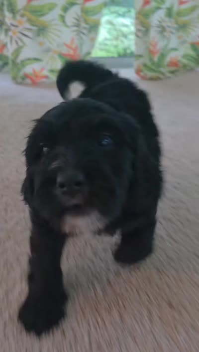 Moonpie, a female Golden Mountain Doodle for sale in Edenton, NC – 2 of 2