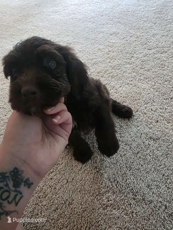 Tony – Golden Mountain Doodle puppy for sale in Edenton, NC