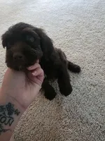 Tony, a male Golden Mountain Doodle for sale in Edenton, NC – 1 of 2