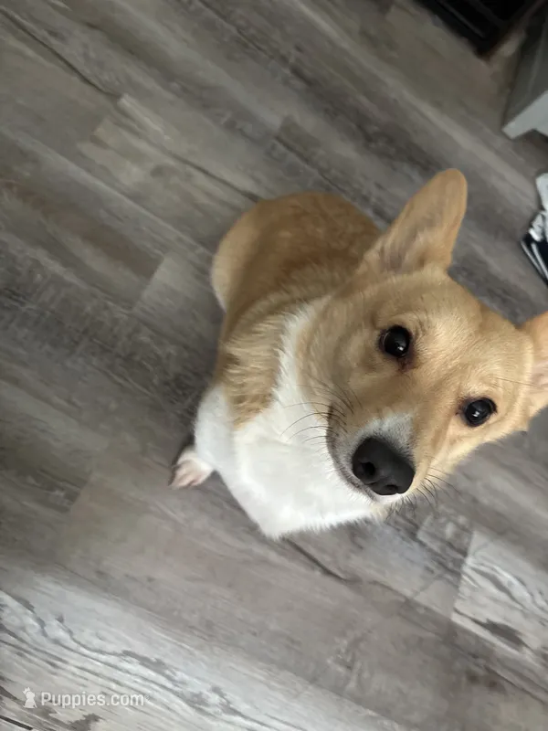 Cora Ann – Pembroke Welsh Corgi puppy for sale in Mc Donald, TN