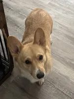 Cora Ann, a female Pembroke Welsh Corgi for sale in Mc Donald, TN – 2 of 2