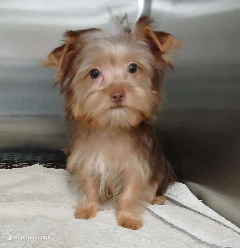 Simon – Yorkshire Terrier puppy for sale in Windham, CT