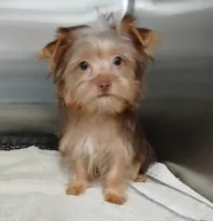Simon, a male Yorkshire Terrier for sale in Windham, CT – 1 of 2