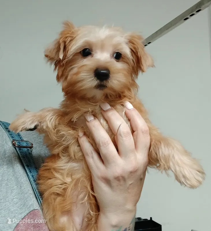 Theodore  – Yorkshire Terrier puppy for sale in Windham, CT