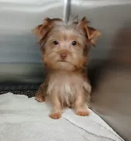 Simon, a male Yorkshire Terrier for sale in Windham, CT – 2 of 2
