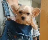 Alvin, a male Yorkshire Terrier for sale in Windham, CT – 1 of 2