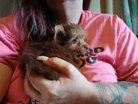 Lil mo, a male Yorkshire Terrier for sale in Windham, CT – 3 of 5