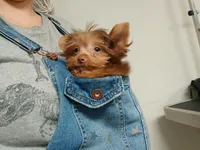 Lil mo, a male Yorkshire Terrier for sale in Windham, CT – 4 of 5