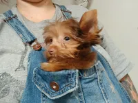 Lil mo, a male Yorkshire Terrier for sale in Windham, CT – 2 of 5