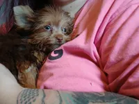 Lil mo, a male Yorkshire Terrier for sale in Windham, CT – 5 of 5