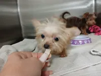 Alvin, a male Yorkshire Terrier for sale in Windham, CT – 2 of 2